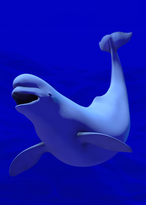 Whale | SBP4