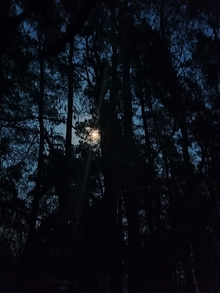 Лесная сказка/Forest Tale Лесная сказка/Forest Tale