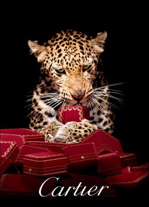 Ювелирные изделия Cartier — Анализ продукта