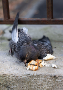 Внутренний рейс