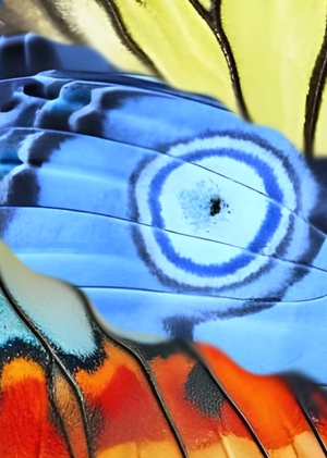 Анализ ботанического сада