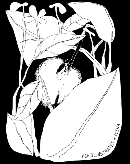 Грудная клетка