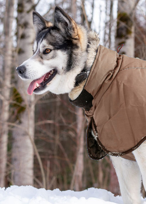 Стартап // Ателье для собак