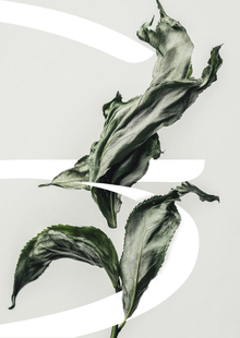 Tea Crest