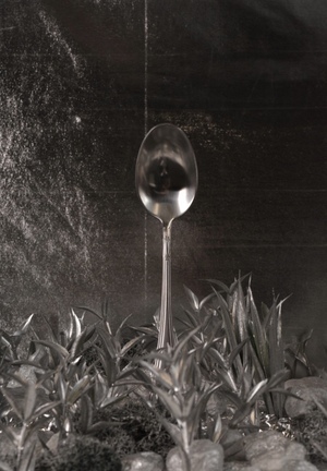 Сад Каррингтон