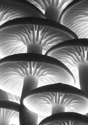 Björk – Mycelia