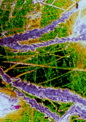 Изучение творчества Фила Соломона 