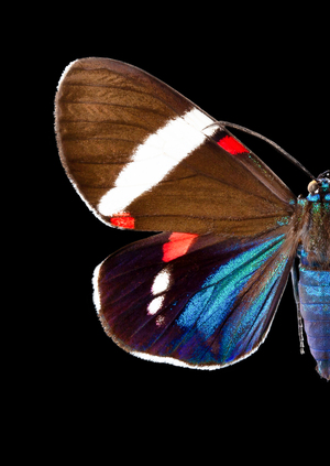 Механика крыла