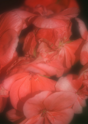 Запах света