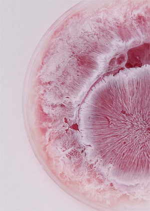 Химия повседневности