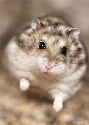 Обучение генеративной модели в стиле хомячков