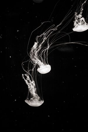 Jellyfish