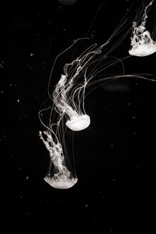 Jellyfish