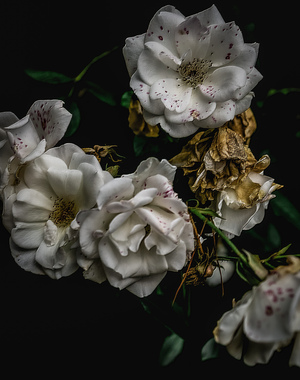 "Мои фантазийные картинки". 
Без фотошопа.

