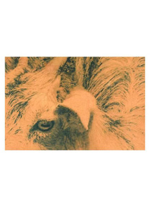 以动物之眼
Through Animal Eyes 以动物之眼
Through Animal Eyes
