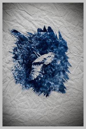 Blue sun butterfly
