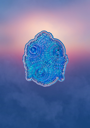 Buddha Chrysanthemum