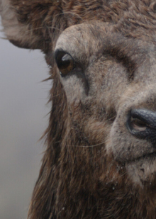 История развития груминга в зарубежном кинематографе