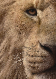 Концепция визуального исследования