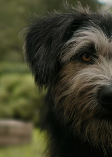 3D груминг как современная технология создания трёхмерного изображения