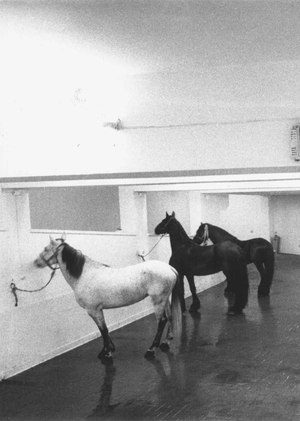 Экспонирование перформанса