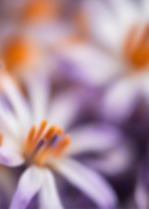 Платки для FLORES
