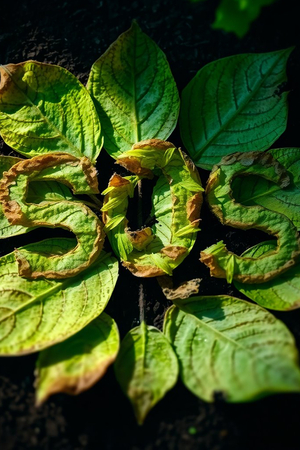 Плакаты для магазина растений Монстера