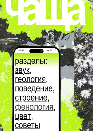 Медиа ЧАЩА