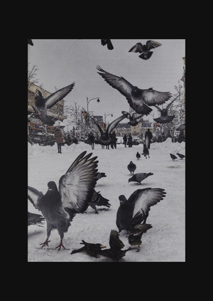 Бердвочинг в урбанизированной среде