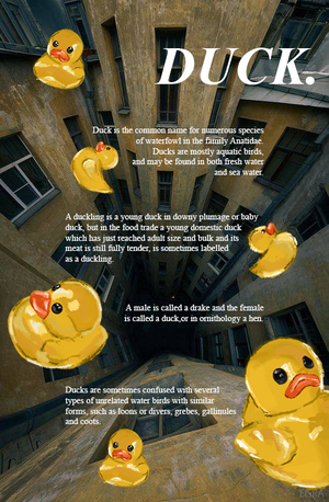 duck