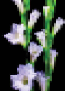 SPORES