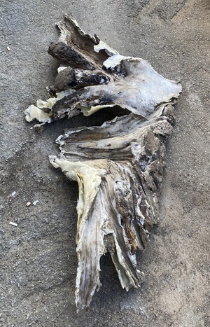 «Воспоминание о теле»