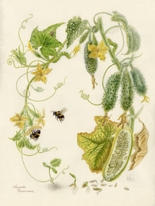 Философия жизни огурца