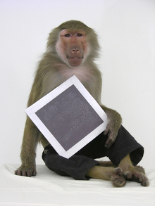 Серия «Продвинутые обезьяны», 2006