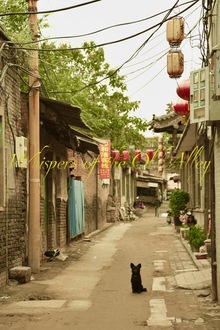 Whispers of the Old Alley