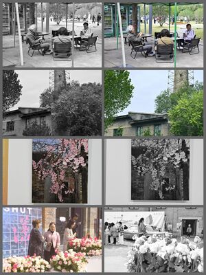 Blossoms and Daily Life 用“Blossoms