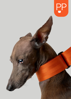 The identity of the European pet store