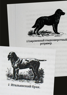 Собаки охотничьи… Легавые Собаки охотничьи… Легавые