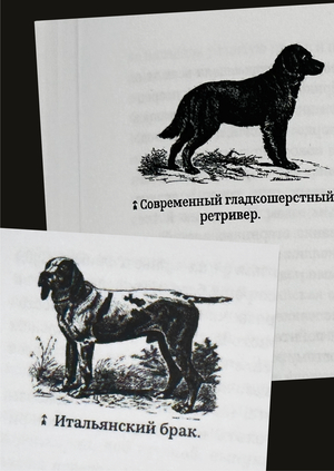Собаки охотничьи... Легавые