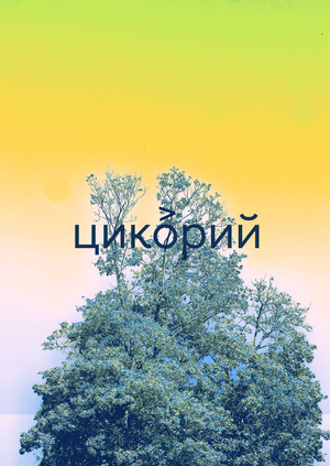 цикорий