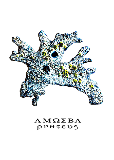 amoeba proteus