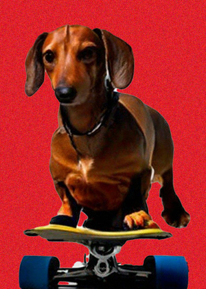 школа скейтинга для такс