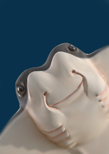 FISHES | 3d assets