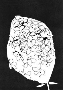 Флористика