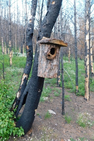 Домики для птиц руками студентов в Прибайкальском национальном парке