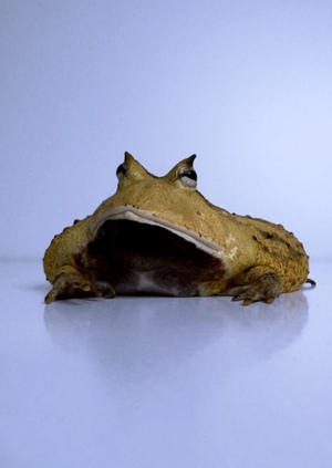 Что делать, если у вашей лягушки случился инсульт 