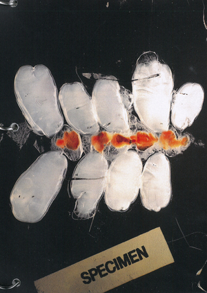 Зин Griboid / Type lab: Specimen, Annotated