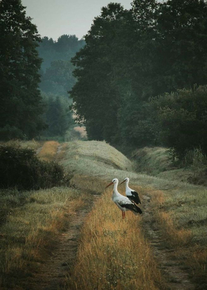 Национальный бренд домашней аудиотехники
