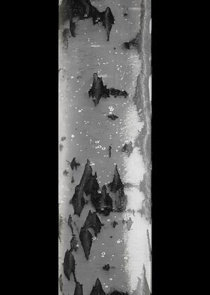 Проект световой инсталляции для "Барской Усадьбы"