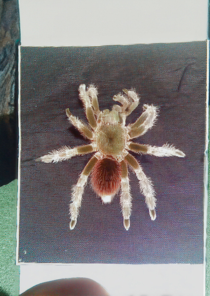 Спектр восприятия